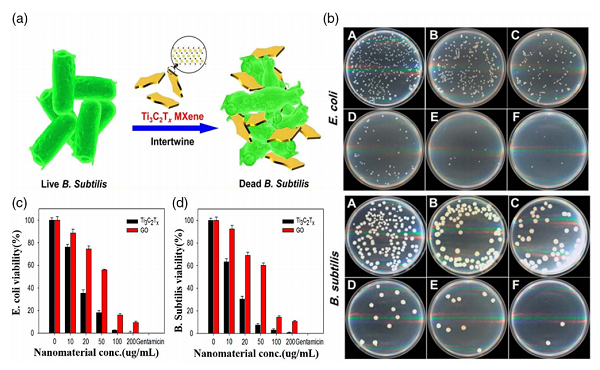 体外抗菌性能测试